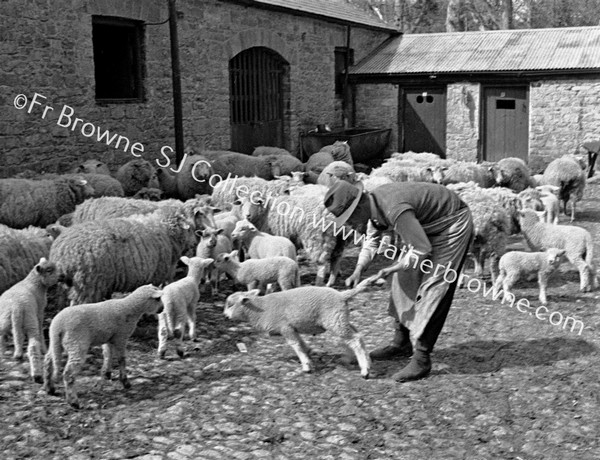 FARMYARD WITH SHEEP & LAMBS